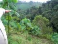 CULTIVO DE BALSA O BOYA EN EL CARMEN - MANABI - ECUADOR