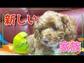 【新しい家族】赤ちゃんインコをお迎えする小犬