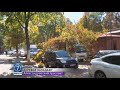 В Одессе из-за сильного ветра деревья падают на автомобили