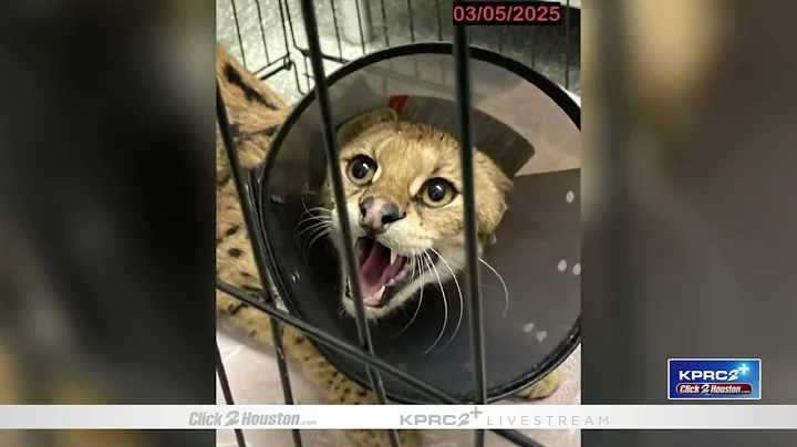 Video 7823781: serval rescued, cat rescue home, african wild cat