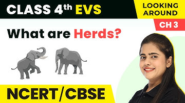 Herds - A Day With Nandu | Class 4 EVS