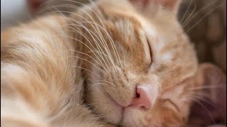 Beautiful Cats Video - Poor Stray Cats Playing on My House by Doweelant 2 views 1 year ago 1 minute, 38 seconds