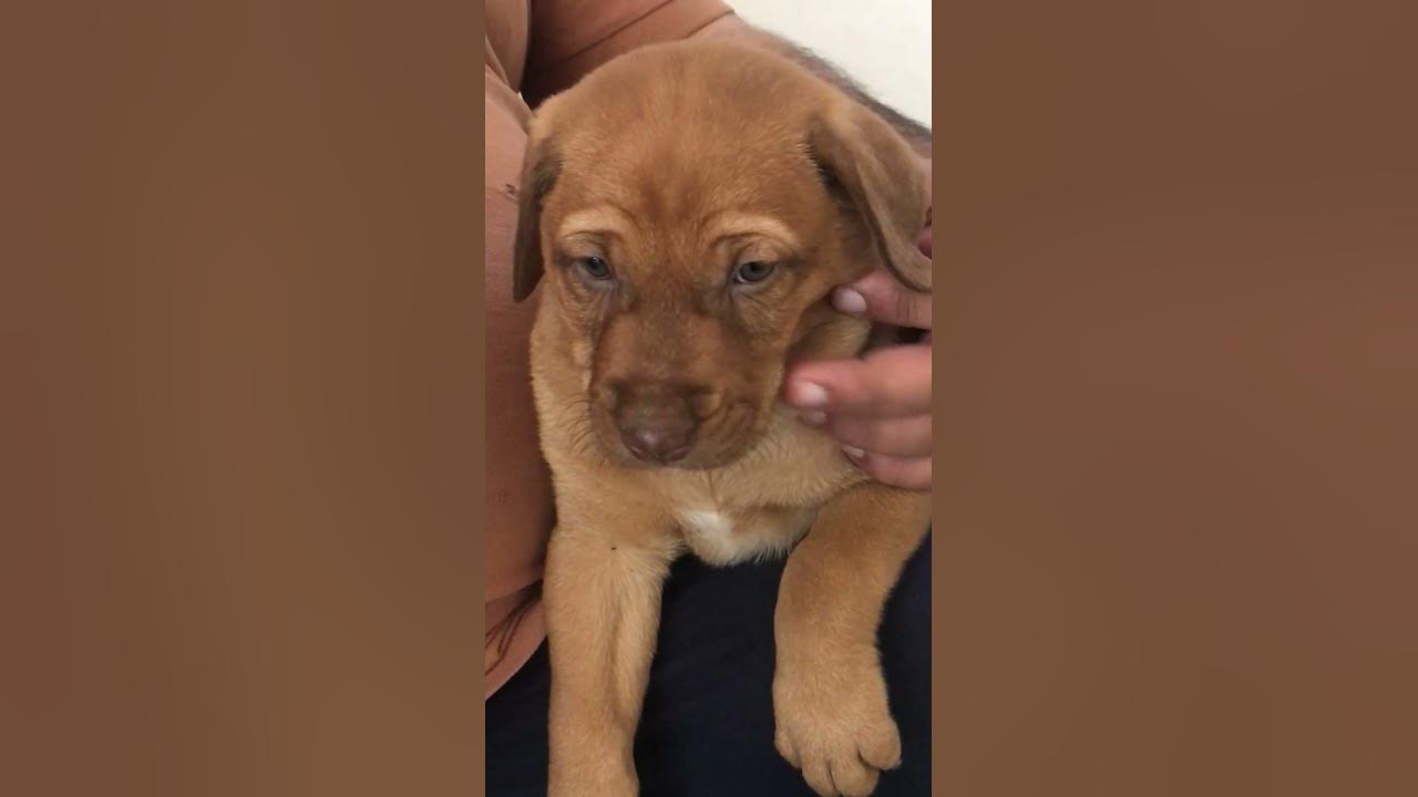 cute-indian-puppy-puppy-puppies-dog-dogs-dogmom-doglover
