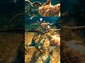 🦖How Indoraptors Hunt in Packs!🤫Advanced Tactics | JWE2 | 4K #shorts #dinosaur #jurassicworld