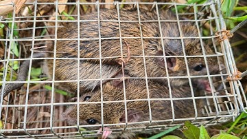 Bẫy Chuột Đồng Miền Tây Theo Đường Mòn Dính Thấy ham/mouse trap | Linh đức huệ vlog