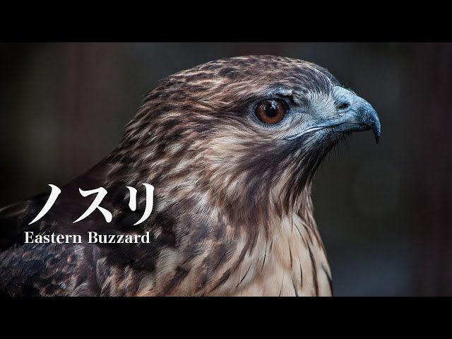 17.[Buzzard's Call]｜Bird Sounds in Japan - YouTube