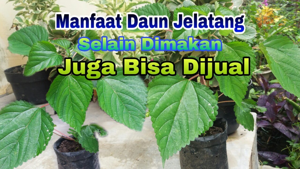 Inilah Manfaat Daun-JELATANG-Bisa di makan dan masih banyak juga