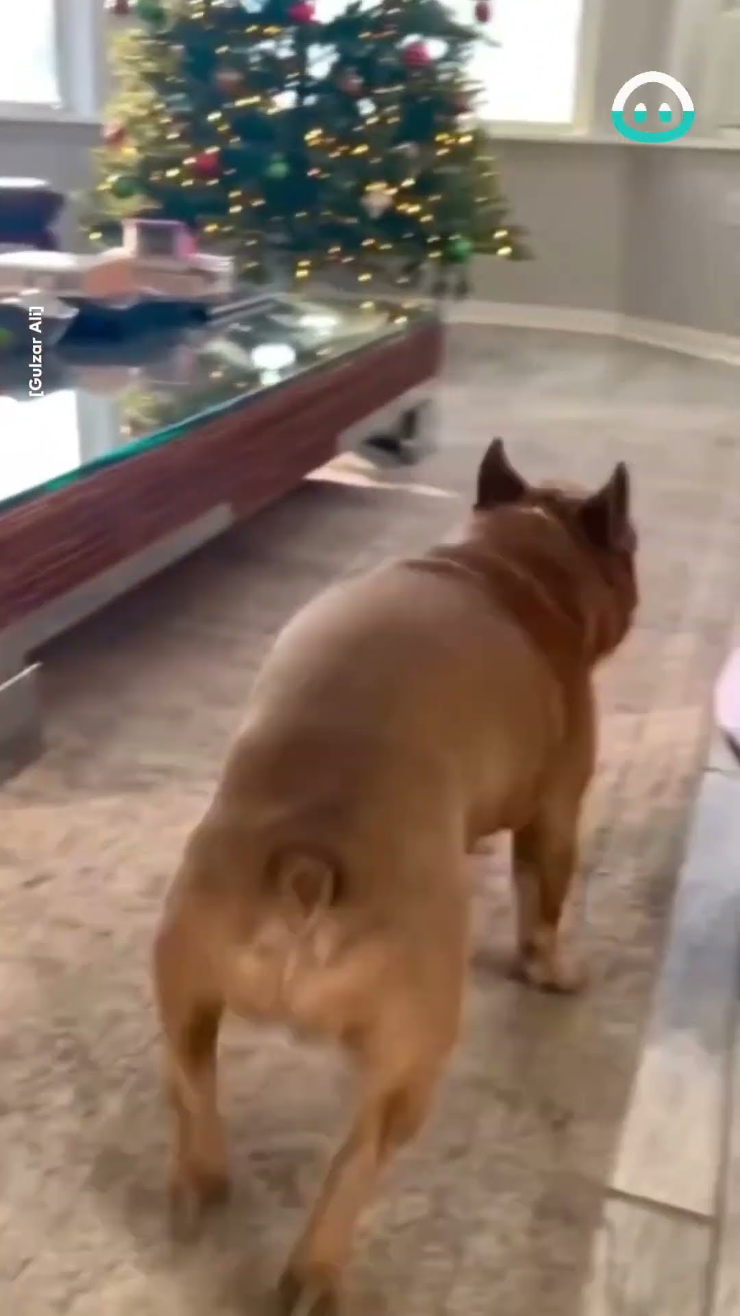 Frenchie Gets Zoomies || ViralHog