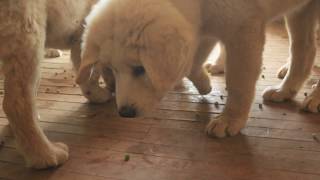 Puppy peas on the kitchen floor. by Brooke Oland 98 views 4 years ago 1 minute, 3 seconds