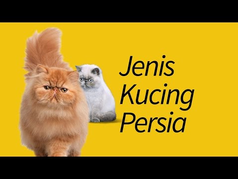 Video: Negara Jenis Apa Parsi