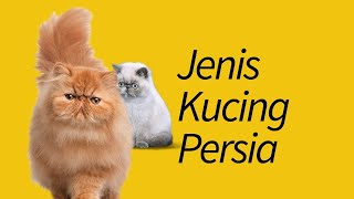 Jenis Kucing Persia—Dijamin Baru Denger! by MeowCitizen 328,109 views 4 years ago 4 minutes, 38 seconds