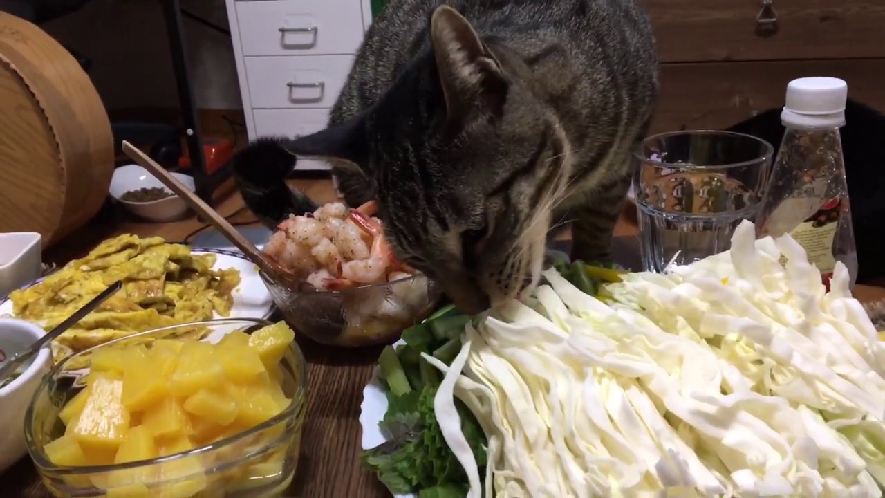 [Eng] 고양이가 자기도 베트남쌈(월남쌈) 먹겠답니다. A Cat Wants To Eat Vietnamese Roll