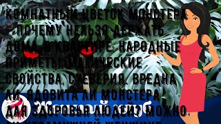 Комнатный цветок монстера — почему нельзя держать дома, в квартире: народные приметы, магические с.