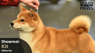 Dog Training: Kit (Shiba Inu)  Wait, Come, Agility Training