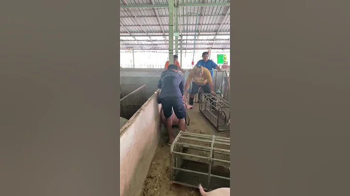 pig loading #farmers #pig #pigfeed #pigbreeding #hogger #pigfarming #farming #animals