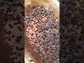 В Новочеркасске( Ростовская область) развод с пчёлами!!!