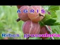 Agrisul Ribes grossularia Arbust cu fructe ce ne ajuta sa fim sanatosi Livada Bio e 47
