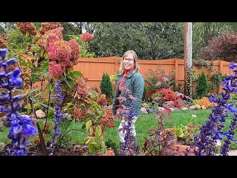 Video: Pemindahan Musim Luruh Perennials