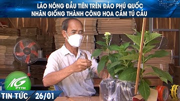Lão nông đầu tiên trên đảo Phú Quốc nhân giống thành công hoa cẩm tú cầu | THKG