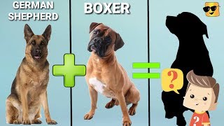 boxer dog cross breeds