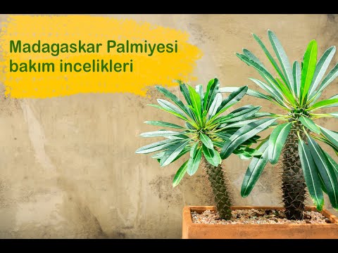 Video: Madagaskar Palms - Madagaskar Palmiye Bitkileri İçin İç Mekan Bakımı