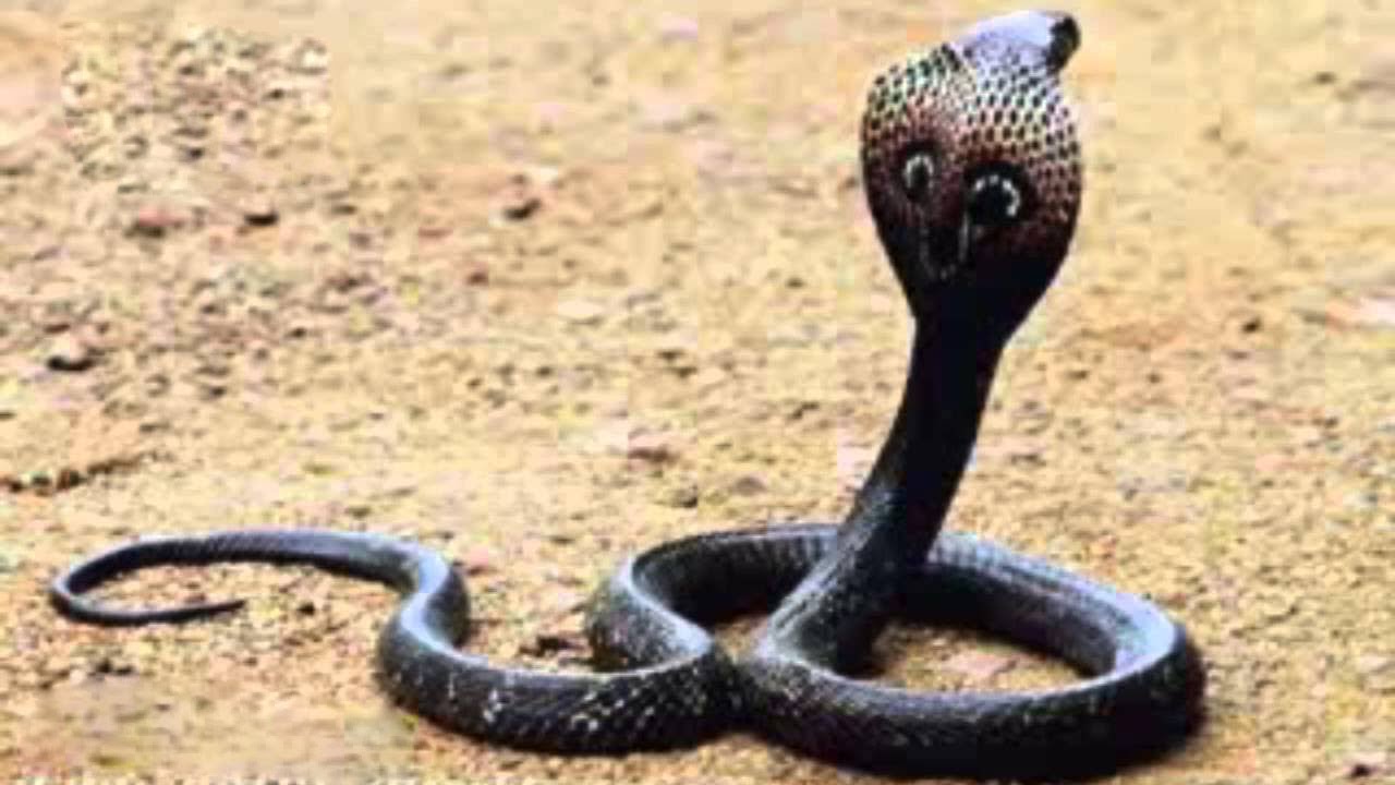 സർപ്പശാപവും പരിഹാര മർഗ്ഗങ്ങങ്ങളും..?..: Jayakumar Sharma Kalady