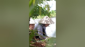 BÔNG SÚNG - MẮM KHO CÁ LINH - ĐIÊN ĐIỂN | ẨM THỰC MIỀN TÂY - MÙA NƯỚC NỔI #nhaxua66