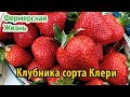 Клубника Клери основные характеристики и советы по выращиванию