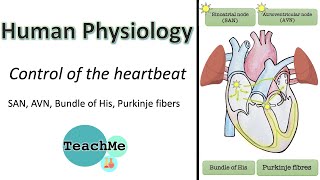(6.2) - CONTROL OF THE HEART BEAT - AVN, SAN, bundle of HIS, Purkinje fibre - (IB Biology) - TeachMe