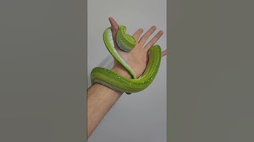 Cahya the green tree #python . #cute #pets #shorts #animals #snake #trending #viral #popular #bite