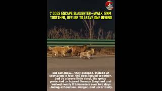 7 Dogs Escape Slaughterwalk 17km Together Refuse To Leave One Behind