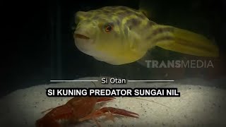 [FULL] Si Kuning Predator Sungai Nil | SI OTAN (05/08/20)