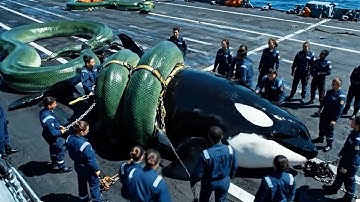 Brave Rescue: Rescuers Risk Everything Facing a Giant Anaconda to Save an Orca 