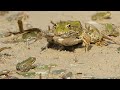 Big frogs chasing small frogs / Ranas grandes persiguiendo a ranitas / Grosse Frösche jagen kleine