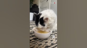5-legged kitty is stunned after getting catnip tea sprinkled on her face || WooGlobe