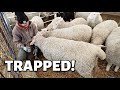 Close Encounters of the SHEEP Kind. (WARNING: MAY CAUSE SMILES.🥰) Vlog 422
