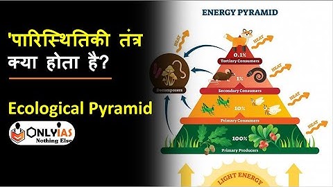 Ecological Pyramid | Types of Ecological Pyramid | UPSC Environment & Ecology