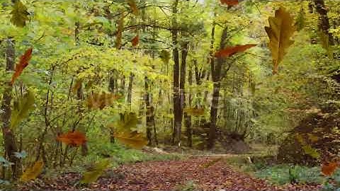 Falling Leaves | Motion Graphics - Envato elements