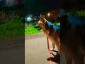 #dog #dogcoach #dogbreed #dogdog #dogs #dogshorts #doglife #viralvideo #germanshepherd #pets