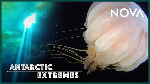 Why Dont Fish Freeze in Antarctica? I Antarctic Ex...