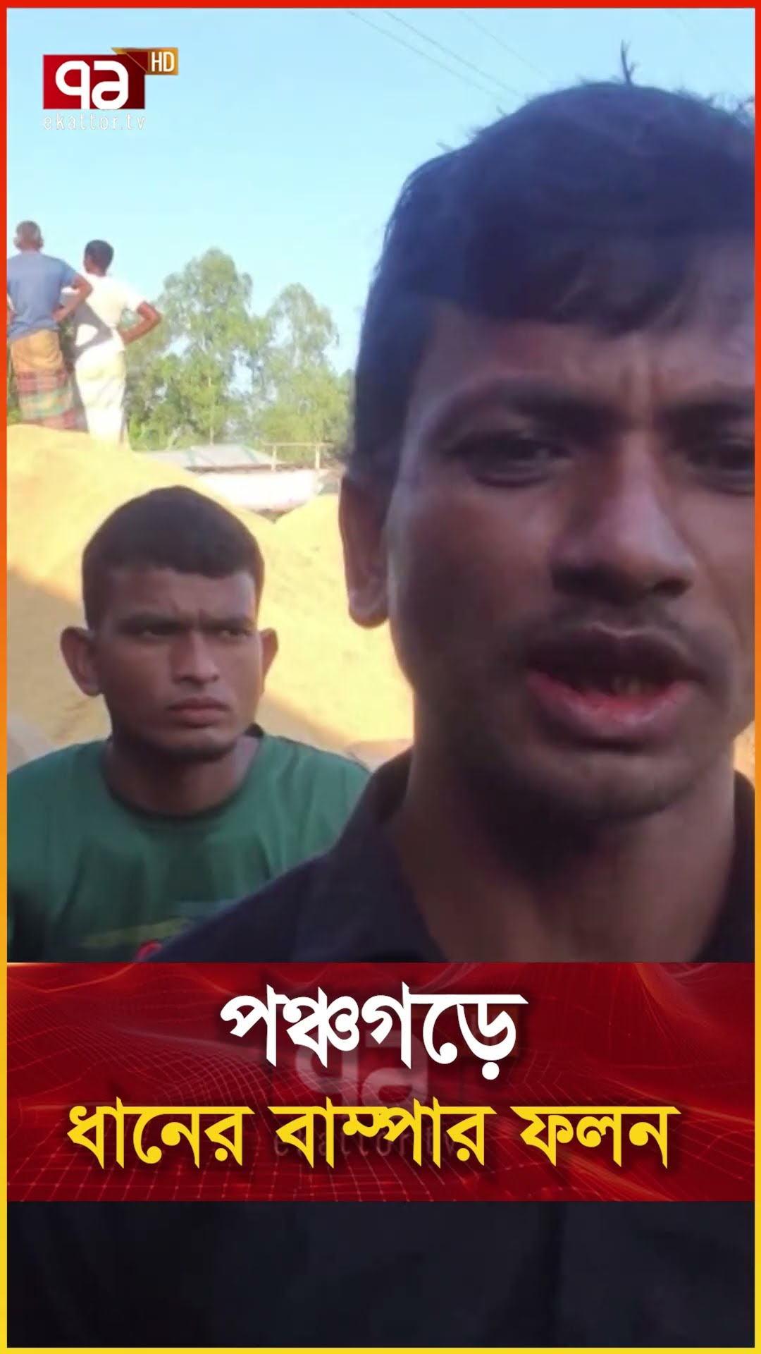 পঞ্চগড়ে ধানের বাম্পার ফলন