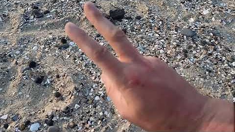 Fossil Hunting | Found a nice fossil crab!