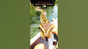 Face to Face with a Giant Python! 🐍😳 | Shocking CCTV & Mobile Video | Caught on Camera 😱