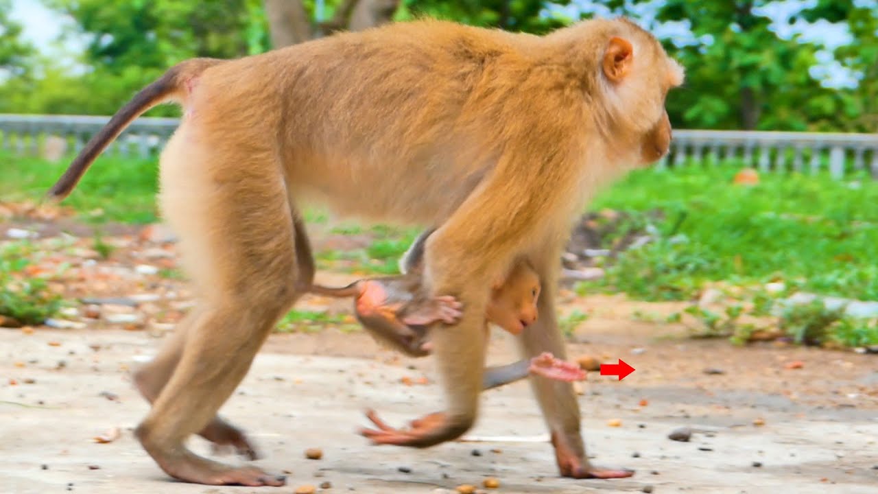 Amazing...Skinny baby monkey Sacky can follow her mom Sahsa in all action.