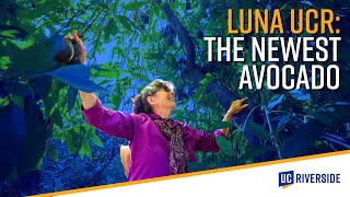 UC Riverside Releases A New Avocado Variety (the Luna UCR™ - one of Times 2023 Best Inventions)