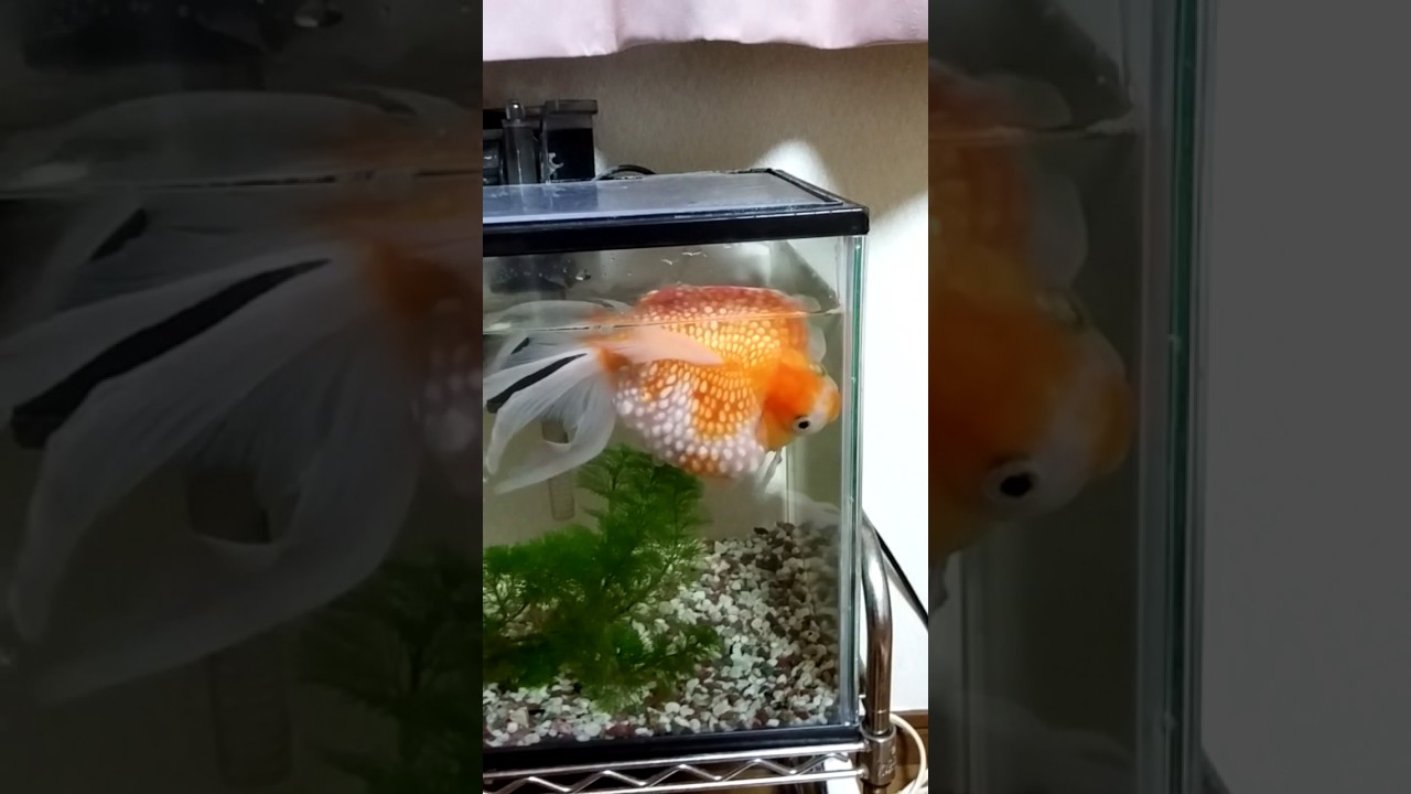 太りすぎピンポンパール Youtube