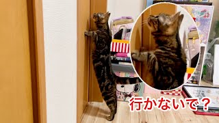 甘えん坊の猫が大好きな飼い主とちょっと離れるだけでこうなりますw
