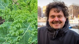 Grünkohl, Das Grüne Superfood Der Bio Koch