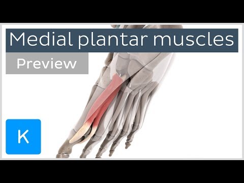 Vidéo: Abductor Hallucis Muscle Anatomy, Function & Diagram - Cartes Corporelles