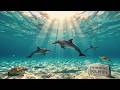 Swimming with a Dolphin Pod 🐬 Lofi to Study &amp; Focus 🎵 sunlit-ocean drift